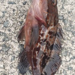 アジ探し@佐野漁港