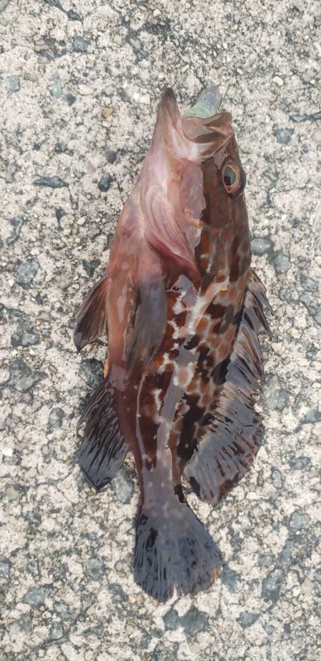 アジ探し@佐野漁港