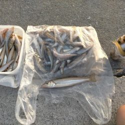 シロギス  大漁！