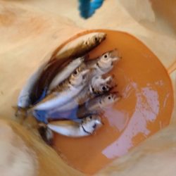 のんびりアジ釣り