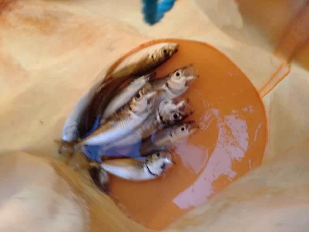 のんびりアジ釣り