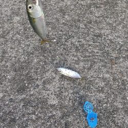 ファミリーサビキ