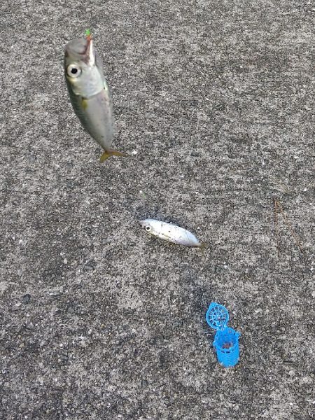 ファミリーサビキ