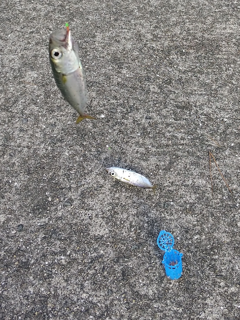 ファミリーサビキ