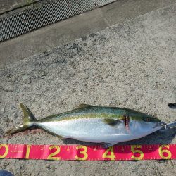 タコのちショアジギ