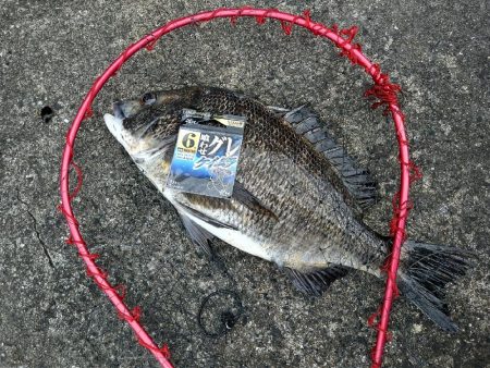 チヌ釣りメインで五目釣り狙いに