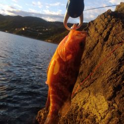 沖磯ショアジギング