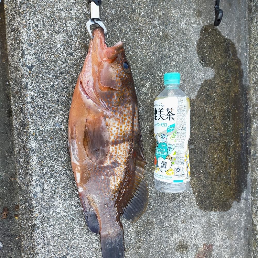 エビ撒き　アコウ狙い