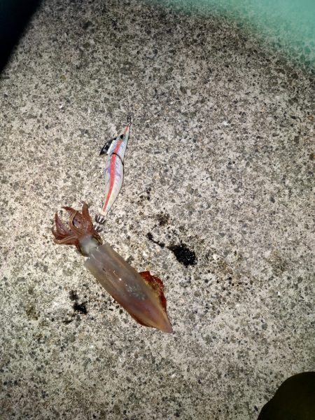 アオリイカ狙いで釣れたのは剣先イカ？