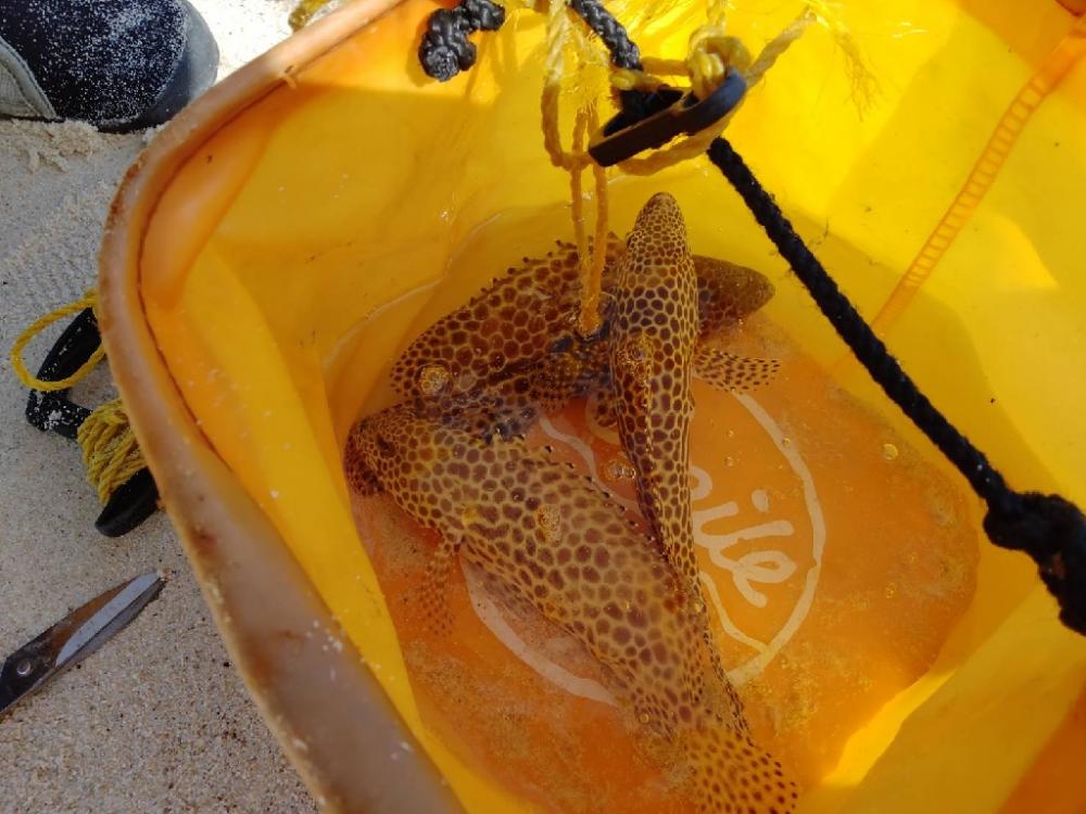 ナノラバ万能すぎ