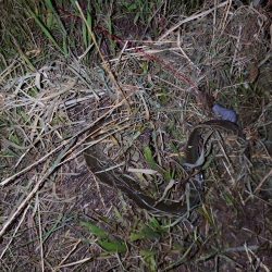 初めてのうなぎ釣り