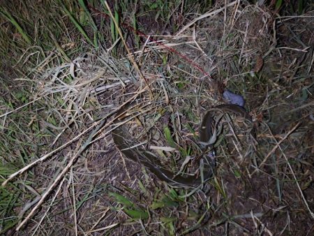 初めてのうなぎ釣り