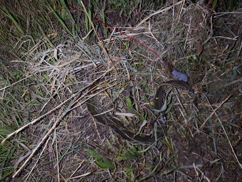 初めてのうなぎ釣り