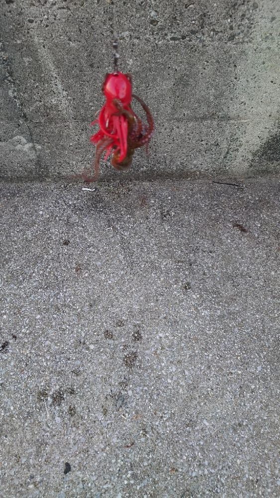 タコ何故かサイズダウン