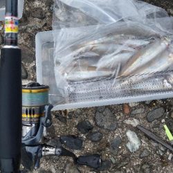 チョイ投げ〜濁り２時間短期決戦〜