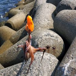 テトラ帯の方がマシみたい