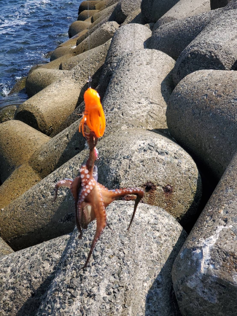 テトラ帯の方がマシみたい