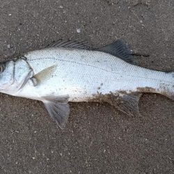 日暮れ前短時間釣行