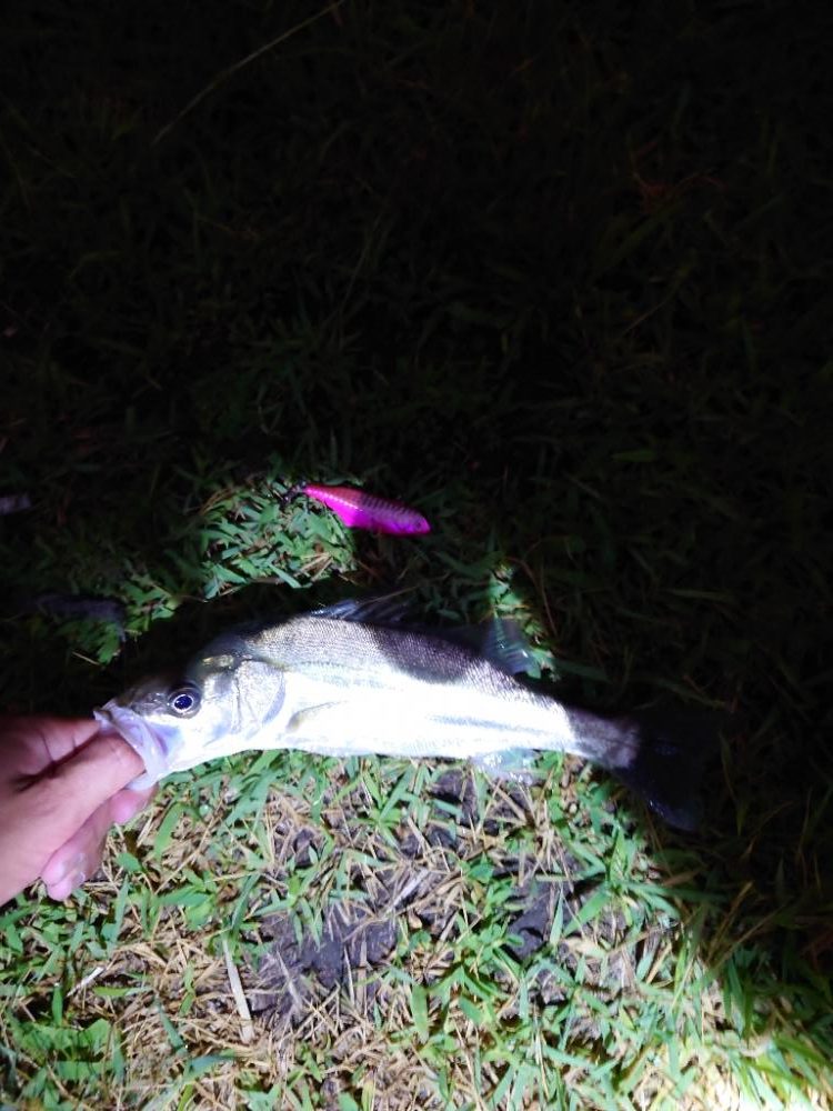 何とかチーバス1匹