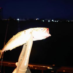 タコとアジ狙い