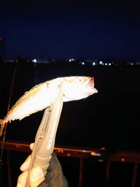 タコとアジ狙い