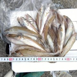 苅屋海岸のキス釣り