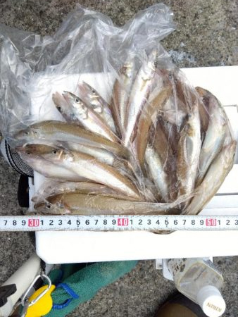 苅屋海岸のキス釣り