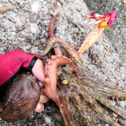 オクトパッシング 8