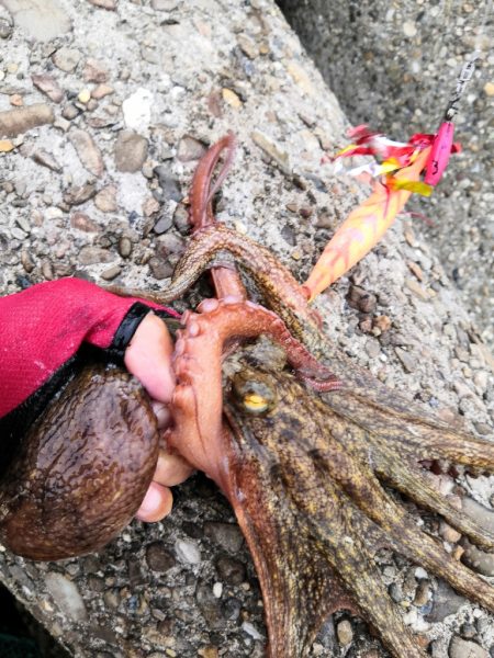 オクトパッシング 8