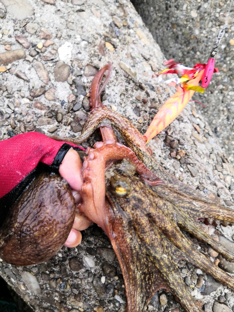 オクトパッシング 8