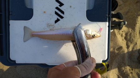 旅行先でもチョイ投げ