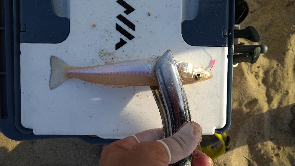 旅行先でもチョイ投げ