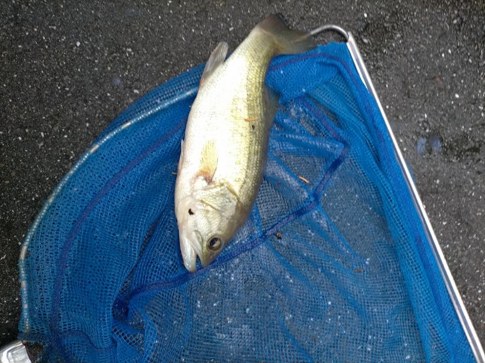 バス釣れた！！