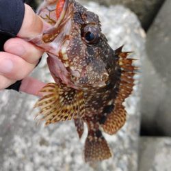 岬町ライトゲーム4