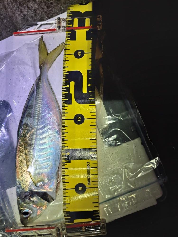 久し振りのアジング