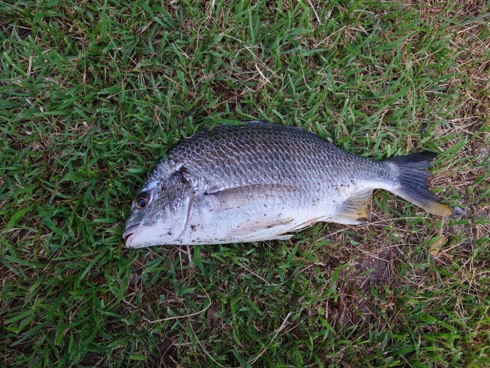 シーバスのはずがチヌ