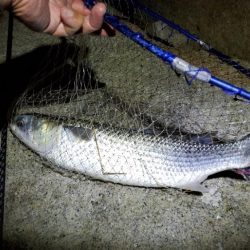 河川の上げは苦手