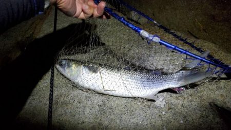 河川の上げは苦手