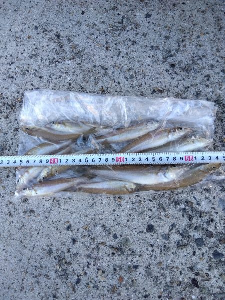 苅屋海岸のキス釣り