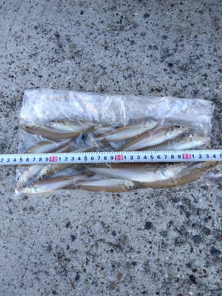 苅屋海岸のキス釣り