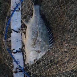 今日はボトムワインド&リトリーブ