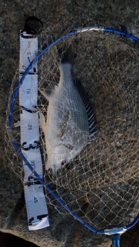 今日はボトムワインド&リトリーブ