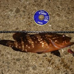 ライトロック始めました。