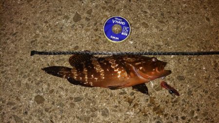 ライトロック始めました。