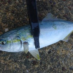 泉佐野ライトゲーム