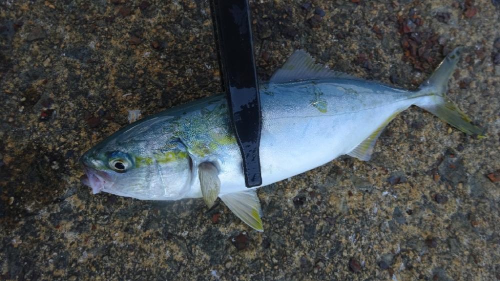 泉佐野ライトゲーム