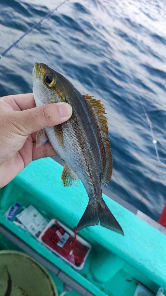館山にてイサキコマセ釣り
