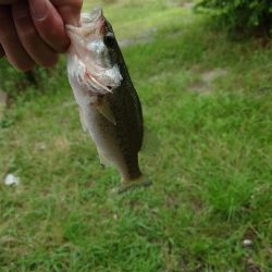 シーバス狙いのはずが！笑は