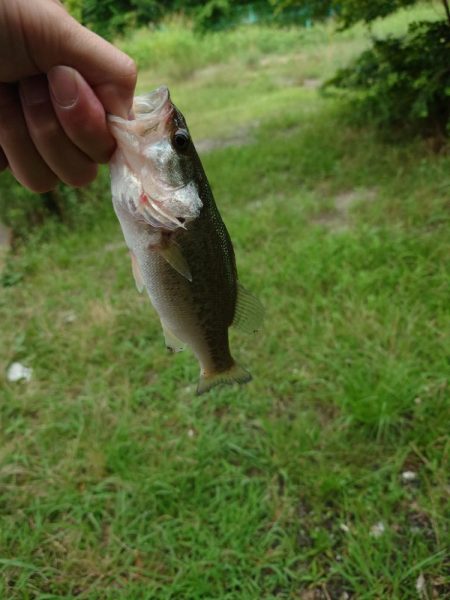 シーバス狙いのはずが！笑は
