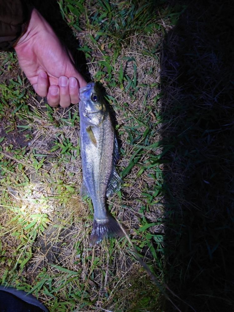 何とか一匹とチヌ